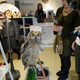Image for article titled Who Thinks Japan's Owl Cafes Are a Hoot?
